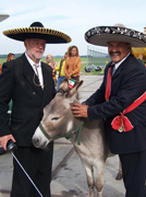 Donkey from the reklame